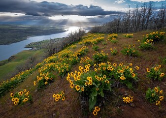 Arnica or Balsamroot flowers on hills above Columbia River. Oregon. USA