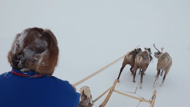 POV view sleigh with reindeer. Three deer pull sleigh. Reindeer herder in a hat and a blue jacket rides a sleigh