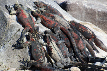 Group of Marine Iguana sunbathing on the beach, Galapagos Island, Ecuador, South America