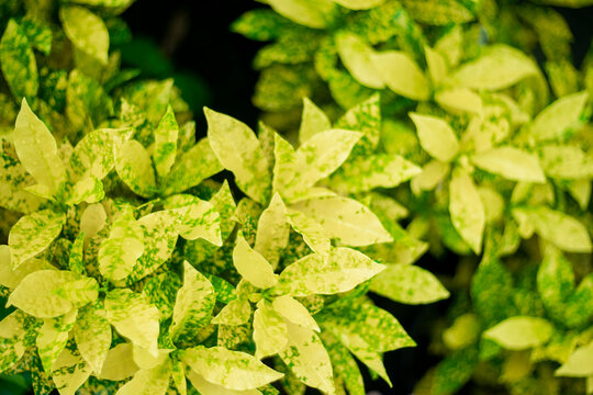 Codiaeum variegatum is a small tree, 1 - 1.5m high, with many branches at the base, and a straight and Codiaeum variegatum stiff trunk when mature.