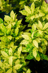 Codiaeum variegatum is a small tree, 1 - 1.5m high, with many branches at the base, and a straight and Codiaeum variegatum stiff trunk when mature.