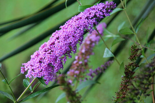 Buddleja davidii, summer lilac, butterfly-bush or orange eye species of flowering plant in family Scrophulariaceae, floral background. Little pink-purple flowers as an ornamental pattern or texture