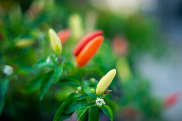 Close-up of hand holding dry cilli,A scattering bunch of red chilies and green romano peppers on a wooden tray.A scattering bunch of red chilies 