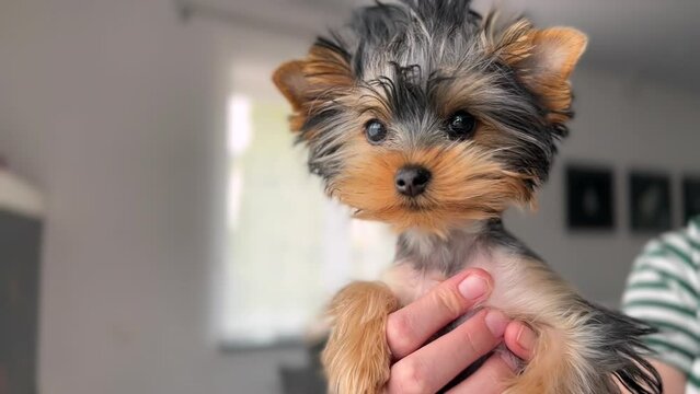 Adorable Yorkshire Terrier  puppy looking to camera. Mini Yorkshire Terrier