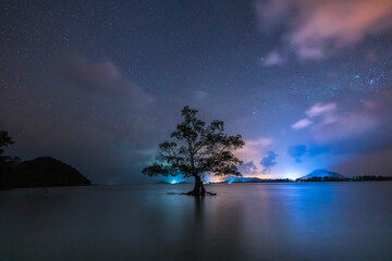 Lonely Tree under Stars