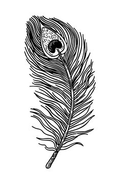 recommend clip art: feather peacock engraving black and white outline
