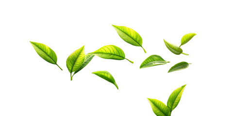 Green tea leaves set. A collection of fresh, vibrant tea leaves in various stages of unfurling, isolated against a transparent background.