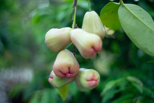 Full frame shot of Syzygium samarangense,Syzygium samarangense,Cloud Apple, Mountain Apple,A pile of pink rose apple or called in other name jawa apple or Syzygium samarangense