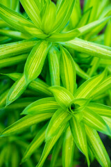 Obraz premium Dracaena reflexa is a flowering Dracaena reflexa in the genus Heet Giac of the Asparagus family. This Dracaena reflexa is often used by many people during opening ceremonies,