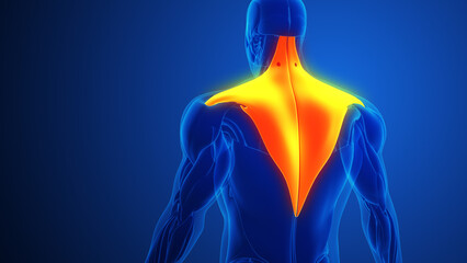 Trapezius Muscle Pain with blue background - obrazy, fototapety, plakaty