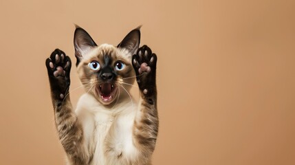 funny seal point siamese cat playing raising paws making funny face with mouth open on brown background with copy space AI Generated