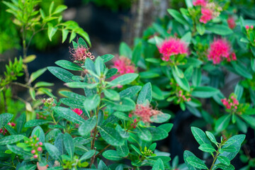 Xanthostemon youngii  is a species of trees endemic to North Queensland, Xanthostemon youngii ...