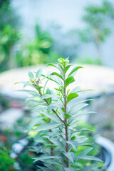 Xanthostemon chrysanthu, derived from Greek words ‘khrusos’ and ‘anthos’. Introduced to Singapore in 1982 from Cairns, Australia, where it is the flora emblem.