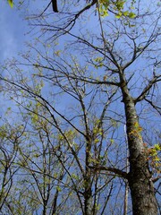 trees in the sky