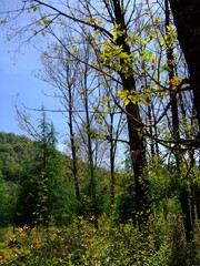 autumn in the forest