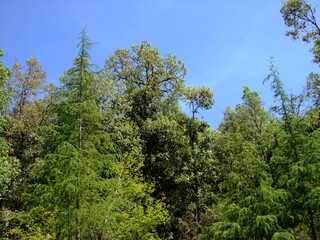 pine tree in the forest