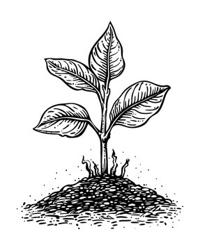 recommend clip art: plant sprout soil engraving black and white outline