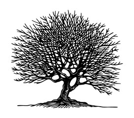 withered tree engraving black and white outline