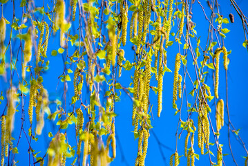 Budding birch leaves in the early spring on a background of blue sky
