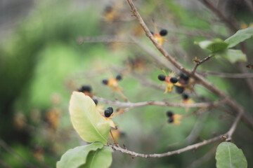  Ochna integerrima has a straight, round stem and flowers clustered on the branches. If Ochna integerrima have flowers with five small petals, Ochna integerrima are called 