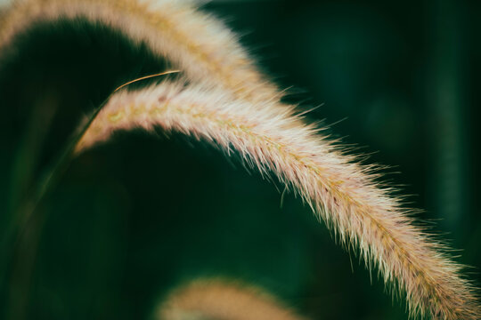 The leaves Pennisetum purpureum are bright green, about 60cm long, 2cm wide and quite soft. Pennisetum purpureum has the advantage of being easy to grow