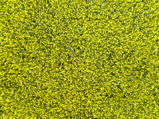 Yellow rapeseed flowers in the field. View from above