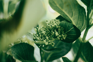 ,Close-up of blue hydrangea,Close-up of white hydrangea,Closeup of dry Hortensia leaf ,Close-up of...