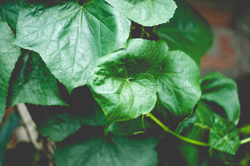 Natural sunlight,Sponge Gourd Vegetable Sponge( Luffa cylindrica) clinging on a vine,Fresh organic...