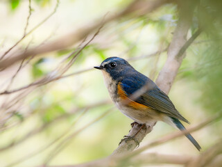 深い藪の奥でリラックスしているルリビタキの雄
