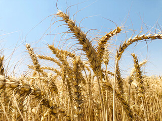Ears of wheat, Wheat ready to harvest