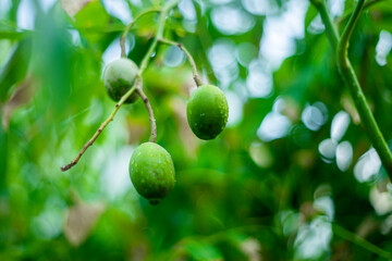 Mombins Tree Fruit of the Genus Spondias , Ambarella is lined with green and brown hues,English...