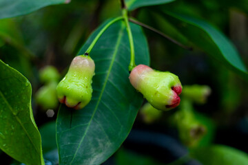 Fresh wax apple- Mountain apple- Healthy fruit,Full frame shot of Syzygium samarangense at market stall,Many fresh Syzygium samarangense,