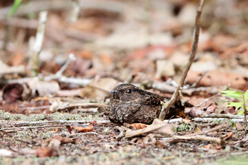 The blackish nightjar (Nyctipolus nigrescens) is a species of bird in the family Caprimulgidae....