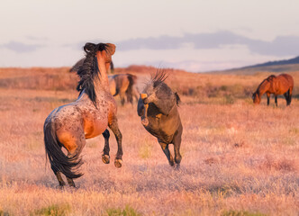 Wild horse