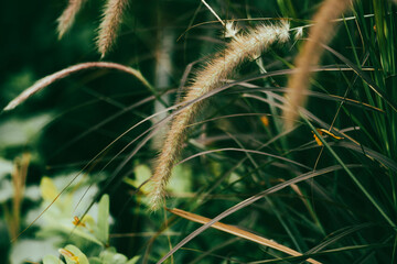 ennisetum purpureum are also known as American grass,Pennisetum purpureum is considered an invasive species due to Pennisetum purpureum