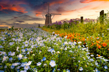 お花畑と夕焼け