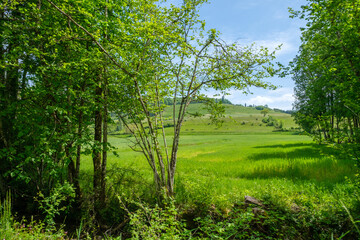 Prairie et colline derrière des arbustes au printemps