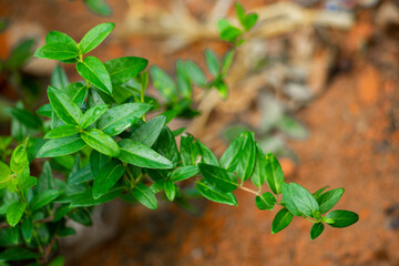 Holarrhena pubescens Wall entire leaf edge, long oval or oval blade, slightly oblong or rounded...