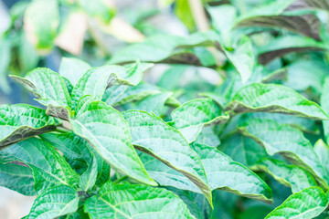  Holarrhena pubescens Wall blooms from March to July, and the fruits Holarrhena pubescens Wall begin to appear from June to December. The most appropriate time to harvest seeds Holarrhena pubescens 
