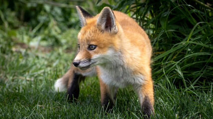 A young baby red fox in the grass