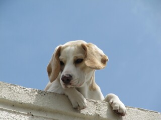A white and brown puppy is on a ledge, looking down. It has a paw over the ledge and its ears are...
