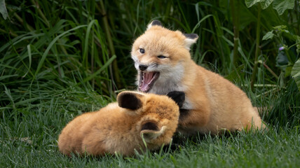 A pair of baby red foxes playing in the grass