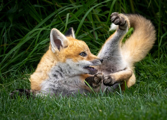 A young baby red fox in the grass