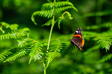 red and black butterfly on fern, Red Admiral, Vanessa atalanta