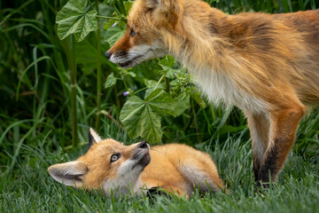A small fox family in a park.
