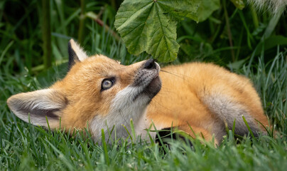 A young baby red fox in the grass