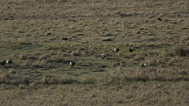 Rare male Black Grouse, Tetrao tetrix, lekking on the moors.