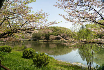 桜のある公園の池