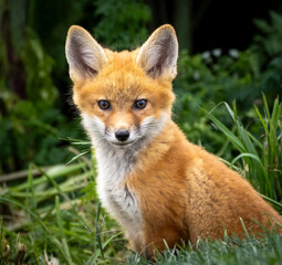 Fototapeta premium A young baby red fox in the grass