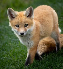 A young baby red fox in the grass